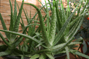 aloe vera