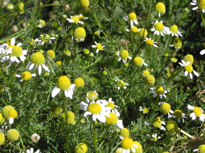 chamomile