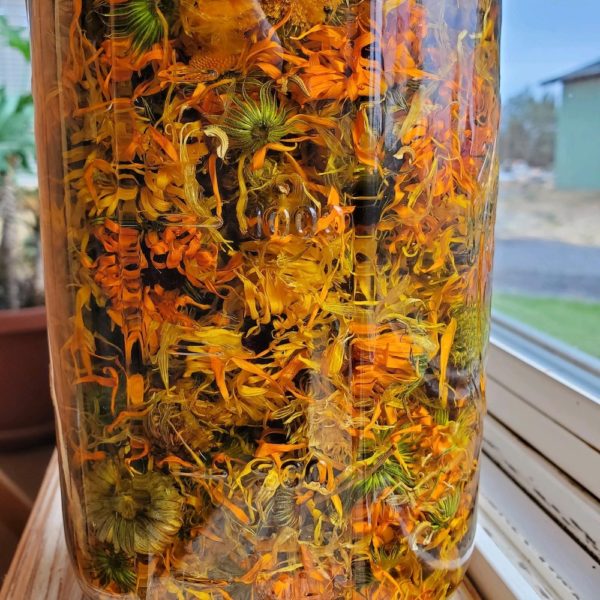 calendula steeping