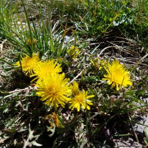 dandelion leaves