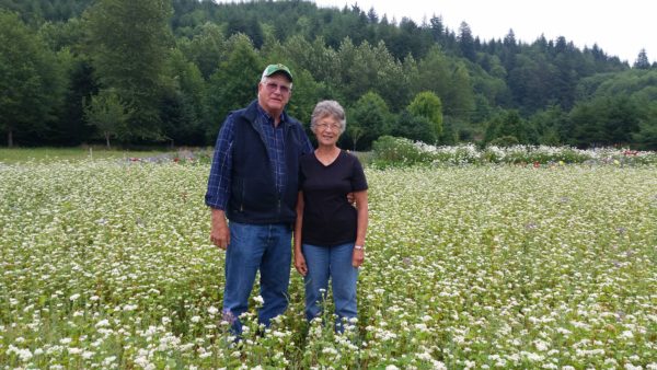 Hawthorne is harvested on Dad's farm in Washington