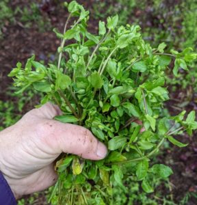 fresh chickweed growing wild