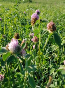 field clover for spring tonic