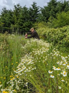 chamomile in the garden