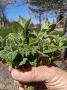 Spring bouquet of apple mint